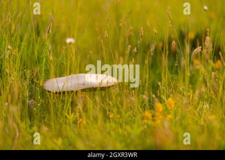 Macrolepiota procera Pilz auf sonnige Wiese im langen Gras Stockfoto