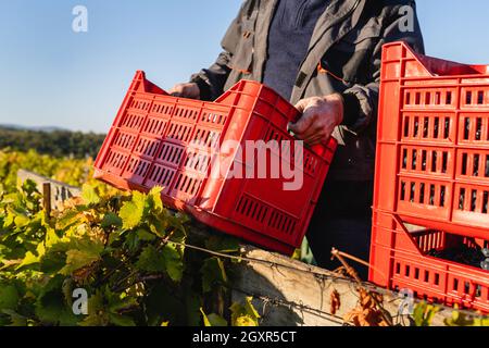 Mann, der im Herbst Trauben im Weinberg erntet, hält eine Kiste voller Trauben, um sie am Herbsttag auf den Traktor zu laden Stockfoto