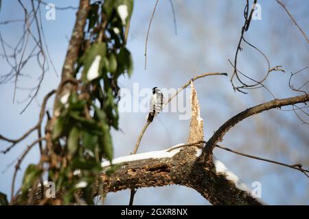 Weiblicher Specht (Picoides pubescens), der sich von seinem Barsch aus auf einem schneebedeckten Baumglied umschaut Stockfoto