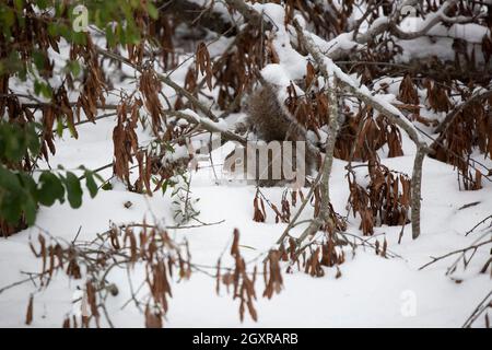 Östliches graues Eichhörnchen (Sciurus carolinensis), mit Schnee auf der Nase, auf dem schneebedeckten Boden Stockfoto