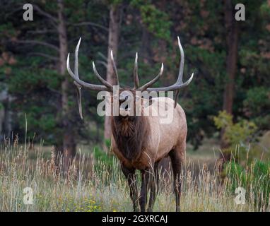 Nahaufnahme des Rocky Mountain Bulls, der während der Herbstruhe in den Rocky Mountains, Colorado, USA, bullelt Stockfoto