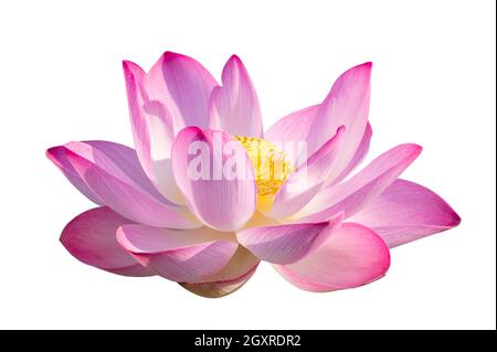 Lotus Pink White Flowers Bloom isolieren Stockfoto