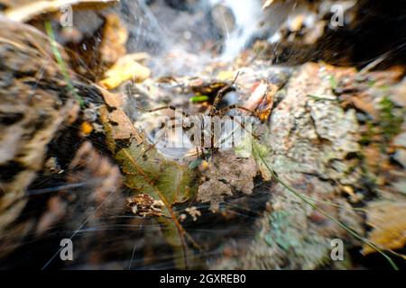 Extreme Nahaufnahme einer Wolfsspinne im Netznest Stockfoto