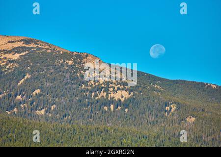 Vollmond am Tag gegen Berg mit Kiefern bedeckt Stockfoto