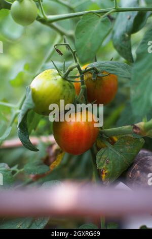 Frische Orangentomaten im Baum vor der Ernte Stockfoto
