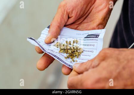 Die Hand des Mannes mit Marihuana bereit zum Rollen Stockfoto