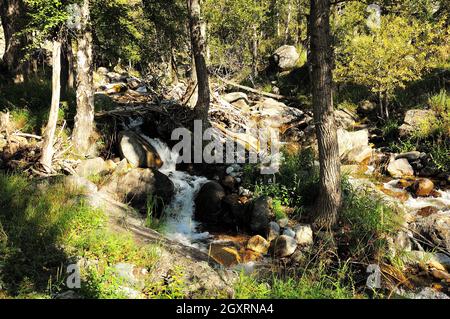 Ein schneller Strom eines stürmischen Gebirgsstroms fließt durch den Sommerwald und beugt sich um Steine und Bäume. Fluss AK-Karum, Altai, Sibirien, Russland. Stockfoto