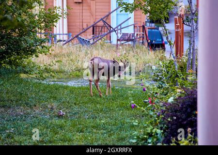 Hirsch mit Geweih in grasbewachsener Vorstadtlage Stockfoto