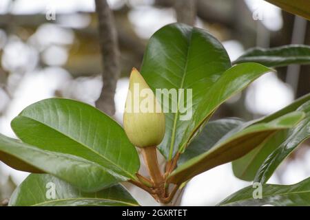 Die Seitenansicht der südlichen Magnolie aus der Nähe. Stockfoto
