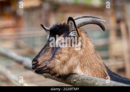 Eine gehörnte Ziege schaut durch einen Holzzaun hinaus. Das Tier bittet die Besucher um Nahrung. Ländliche Ecke. Stockfoto