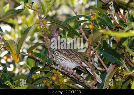 Weibliche Australasian Figbird, Sphecotheres vieeilloti. Auch bekannt als der Grüne Figbird. In einem Figurenbaum. Coffs Harbour, NSW, Australien Stockfoto