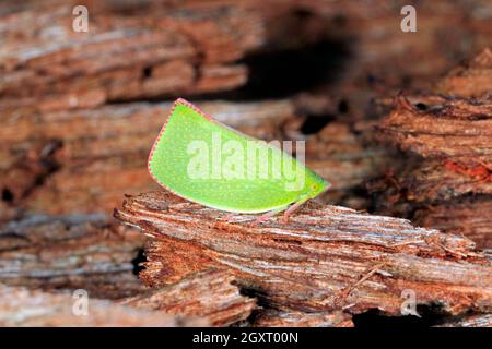 Grün gesprenkelter Planthopper, Siphanta-Hebes oder Siphanta acuta. Auch bekannt als Common Green Planthopper und Torpedo Bug. Coffs Harbour, NSW, Australien Stockfoto