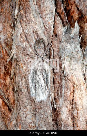 Two tailed Spider, Tamopsis fickerti. Eiersack für weibliche Bewachung. Coffs Harbour, NSW, Australien Stockfoto
