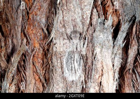 Two tailed Spider, Tamopsis fickerti. Eiersack für weibliche Bewachung. Coffs Harbour, NSW, Australien Stockfoto