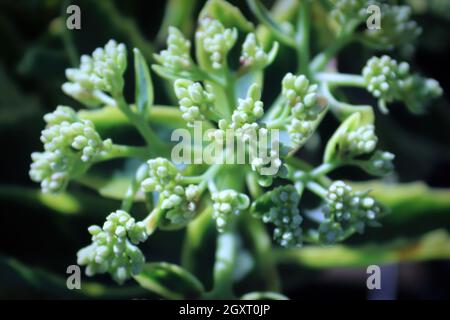 Ein Hintergrundmakro der Bildung von Knospen auf einem Sedum. Stockfoto