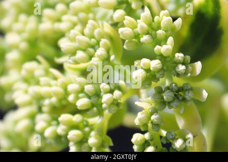 Ein Hintergrundmakro der Bildung von Knospen auf einem Sedum. Stockfoto