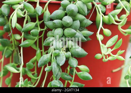 Makro der Blätter auf einer Schnur von Bohnen Sukulent. Stockfoto