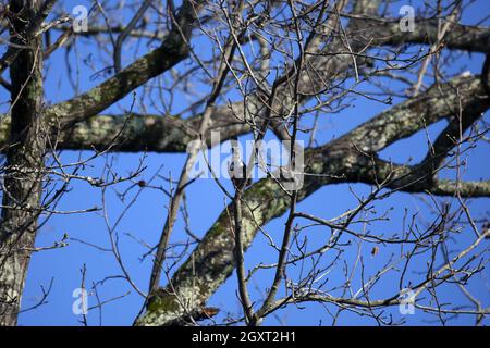 Majestätischer amerikanischer Rotkehlchen (Turdus migratorius), der an einem schönen, blauen Tag auf einem zum Teil vom Ast versteckten Baumzweig thront Stockfoto