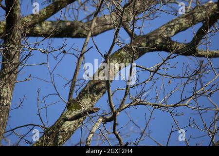 Majestätischer amerikanischer Rotkehlchen (Turdus migratorius), der an einem schönen, blauen Tag auf einem Baumzweig thront, teilweise versteckt hinter einer Bramble Stockfoto