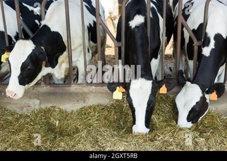 Holsteiner Kühe, die im Stall auf dem Viehhof Heu fressen Stockfoto