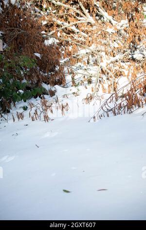 Eichhörnchen- und Vogelspuren im Schnee in der Nähe eines gefallenen Gliedes mit abgestorbenen Blättern Stockfoto