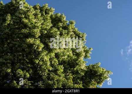 Eine Linde mit Blumen und grünen Früchten an einem klaren Sommertag mit blauem Himmel Stockfoto