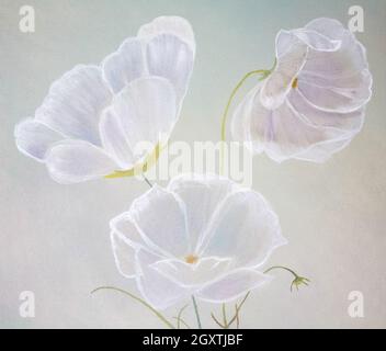 Lichtdurchlässige weiße Blumen, gemalt mit Ölfarben auf Leinwand auf grauem Hintergrund Stockfoto