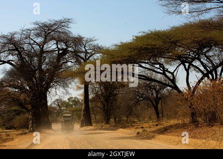 Land Rover Defender 110 Safariwagen, der in der Nähe eines großen Baobab-Baumes auf der staubigen Straße des Chobe National Park, Botswana, vorbeifährt Stockfoto