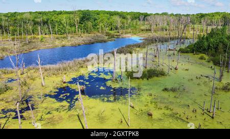 Luftaufnahme von Sumpf mit grünen Algen und toten Baumstämmen gegen grünen Wald Stockfoto