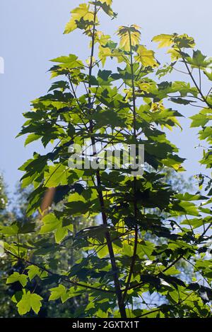 Platane (Acer pseudoplatanus), Äste mit Blättern. Frisches grünes Wachstum, Gegenlicht. Durch Sonnenlicht beleuchtet, zeigt die Vene Detail durch die und Stockfoto