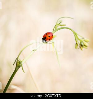 Marienkäfer auf einer kleinen Pflanze im Gras Stockfoto