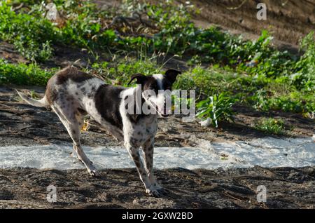 Netter Straßenhund, der mich ansieht Stockfoto