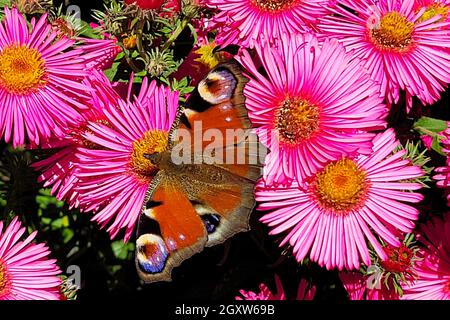 Schmetterling sitzt auf Blumen rosa Chrysanthemen Draufsicht. Stockfoto
