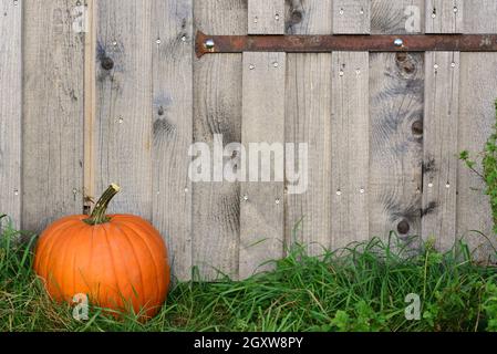 Vor einer rustikalen Holzwand, vor der ein orangefarbener Kürbis liegt, auf einer grünen Wiese, im Herbst, mit Platz für Text Stockfoto