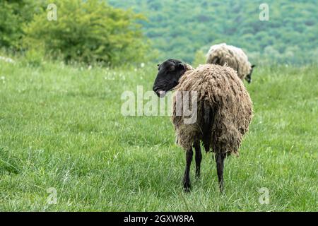 Schwarze Schafe mit schmutziger Wolle auf einer Weide in den Bergen. Der Kopf mit der ausgestreckten Zunge wird zur Kamera gedreht. Grünes Gras im Hintergrund Stockfoto