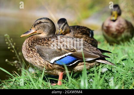 Eine männliche Wildente sitzt vor anderen Enten in der Sonne auf einer grünen Wiese am Rande eines Wasserkörpers Stockfoto