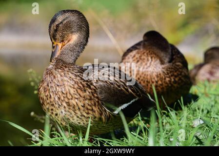 Mehrere braune Enten sitzen eine hinter der anderen am Rand einer Wiese. Die vorderste Ente streckt ihren Hals nach oben und reinigt ihr Gefieder Stockfoto