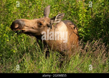 Elche, Alces Alces, Potter Marsh, Anchorage, Alaska, USA Stockfoto