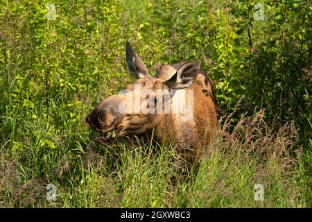 Elche, Alces Alces, Potter Marsh, Anchorage, Alaska, USA Stockfoto