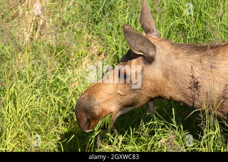 Elche, Alces Alces, Potter Marsh, Anchorage, Alaska, USA Stockfoto