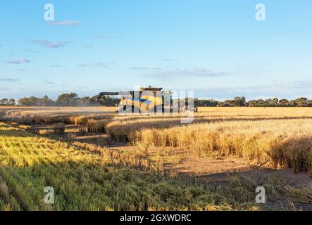 Ernte von Reis auf der Farm in der Nähe von Griffith in New South Wales, Australien Stockfoto