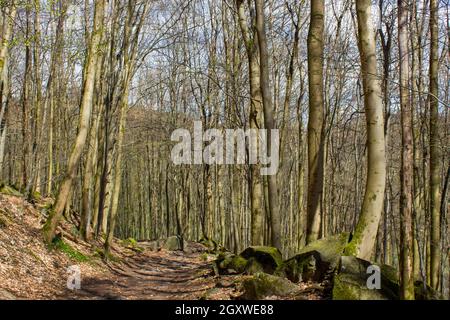 Spring Forest Wanderweg Rheinsteig im Siebengebirge Deutschland Stockfoto