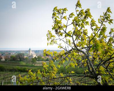 Dorf Oggau am Neusiedler See im Burgenland mit Kirche Stockfoto