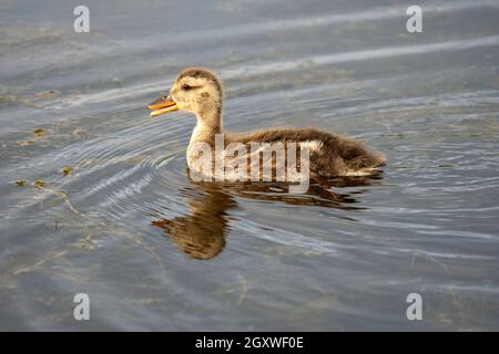 Jungtiere Stockente, Anas platyrhynchos, Potter Marsh, Alaska, USA Stockfoto