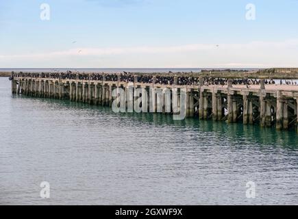 Otago Shag Kolonie auf Sumpter Wharf in Oamaru am Südinsel von Neuseeland Stockfoto