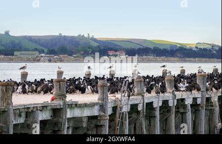 Otago Shag Kolonie auf Sumpter Wharf in Oamaru am Südinsel von Neuseeland Stockfoto