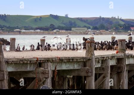 Otago Shag Kolonie auf Sumpter Wharf in Oamaru am Südinsel von Neuseeland Stockfoto