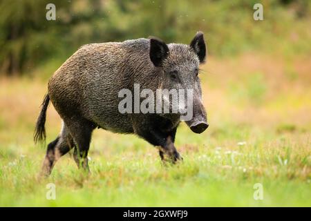 Erwachsenes Weibchen von Wildschweinen, sus scrofa, das allein auf der Waldlichtung läuft. Nasse Schweine mit langem Schwanz bewegen sich bei Regenwetter auf der Wiese. Wild Stockfoto