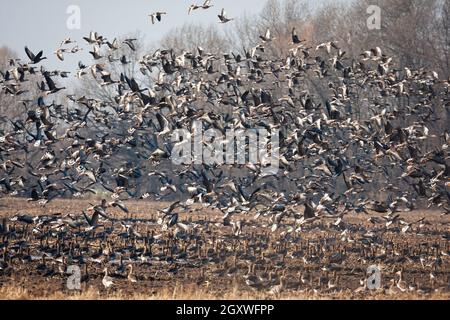 Schar von Graugans, anser anser, Start aus dem Feld im Herbst Natur. Viele graue Vögel landen im Frühjahr auf Stoppeln. Geflügelte Tiere fliegen über Stockfoto