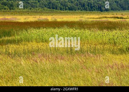 Grasabdeckung im Potter Marsh im Sommer, Anchorage, Alaska, USA Stockfoto